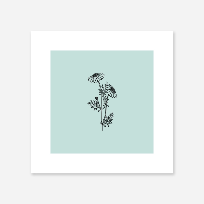 Black flower plant camomile line drawing with light teal background design to print at home , digital print